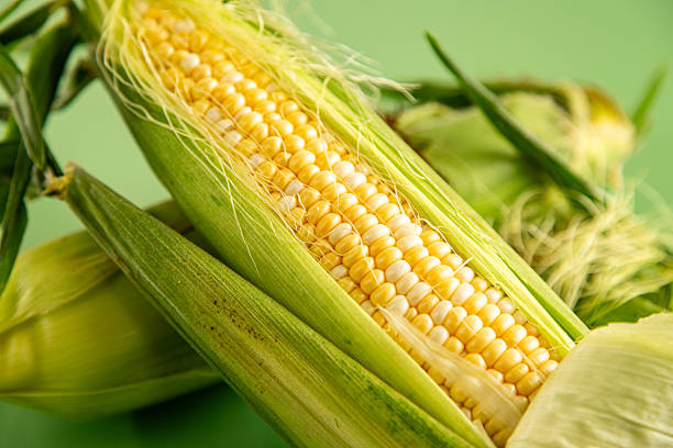istock organic sweet corn in green husk on background 2227905679