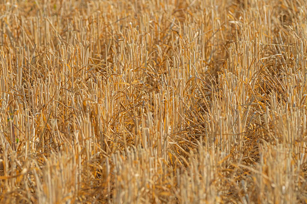 Straw field after harvest