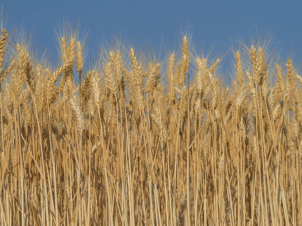 Close-up of wheat ears