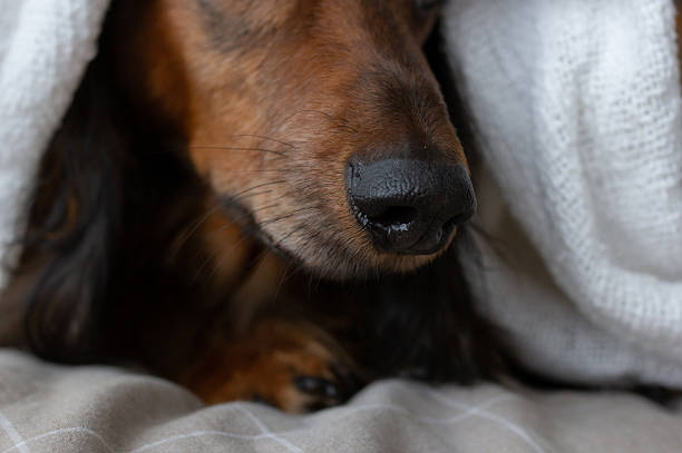 Close-Up Portrait Of Dog At Home