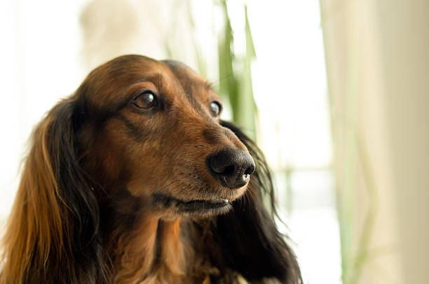 Red long haired dachshund portrait close up, dog portrait, one friendly hound, domestic pet animal alone