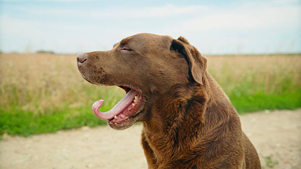 A brown Labrador is yawning contentedly while sitting in a sunlit agricultural field. The serene rural backdrop features golden grasses under a clear blue sky, creating a peaceful atmosphere.