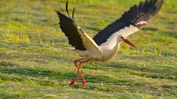istock Stork Taking Flight in a Lush Agricultural Field Setting 2227910992