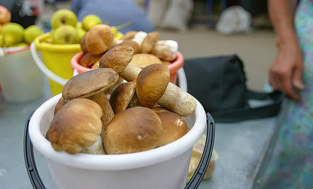Freshly harvested mushrooms displayed in buckets at a local market during the day