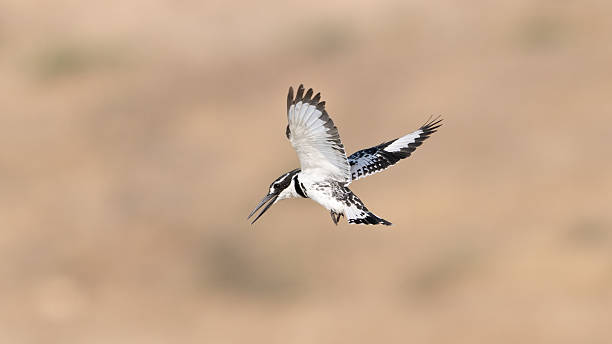 istock Pied Kingfisher 2227914237