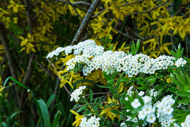 Spiraea cantoniensis Blossoms in Garden Setting. a clusterof small white spirea flowers blooms along slender arching branches in spring the delicate blossoms resemble frothy lace or drifting snow set against fresh green leaves light softly illuminates the natural textures and creates a serene floral scene conveying purity grace and seasonal beauty. This looks like Spiraea cantoniensis, commonly known as bridal wreath spirea a spring flowering ornamental shrub that produces cascading clusters of tiny white blooms along arching branches