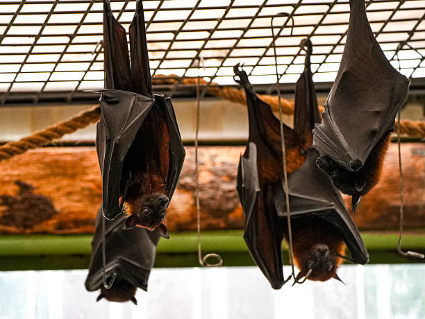 Close-up of a large fruit bat, also known as a flying fox, hanging upside down in a zoo. Its head is turned, eyes open wide, while its body remains wrapped in dark leathery wings.