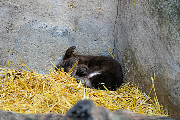 A small dark otter is curled up in a cozy bed of straw, resting against a textured stone wall. The animal gazes at the camera with one paw raised, creating a peaceful and intimate zoo moment.