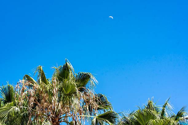 Palm Trees in the day with a moon overhead
