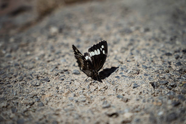 Black and White Butterfly Resting on Rough Concrete Surface