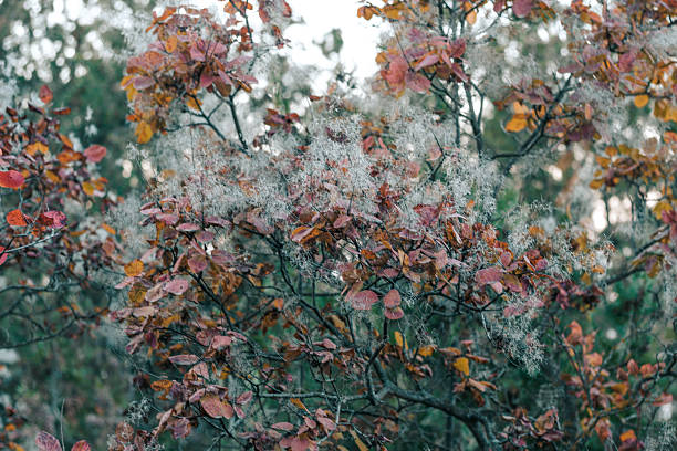 A dense thicket of smoketree (Cotinus coggygria) with feathery white plumes and rich autumn leaves in shades of crimson, orange, and ochre. The scene captures the soft light of late evening in a serene forest setting near Mtatsminda.