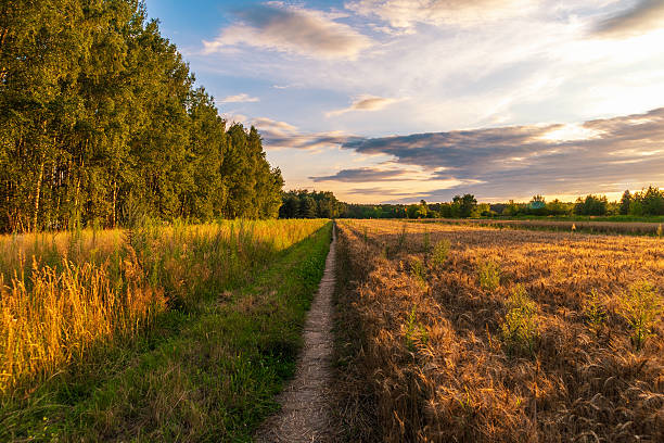 istock Golden fields and pathway at sunset with lush green trees in scenic landscape 2227920896