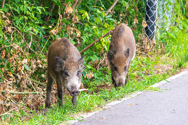 istock Two wild boars grazing by roadside path in lush greenery 2227920934