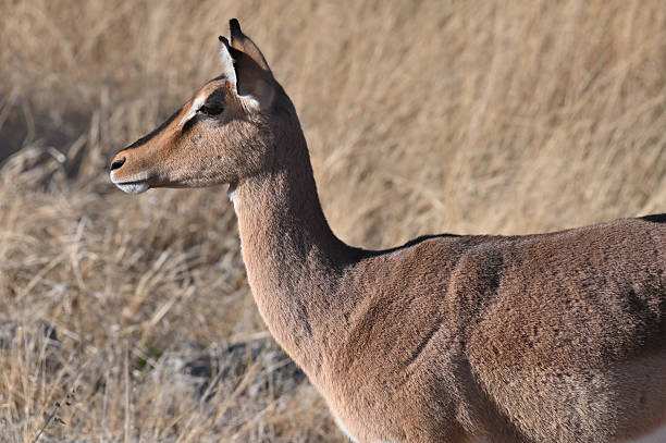 Black-faced impala (aepyceros melampus petersi) Etosha national park, Namibia, Africa