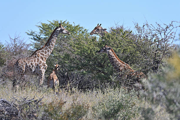 Giraffes (Giraffa camelopardalis) in the Etosha National Park, Namibia, Africa