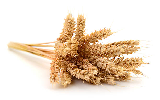 istock Ears of wheat. 2227923574