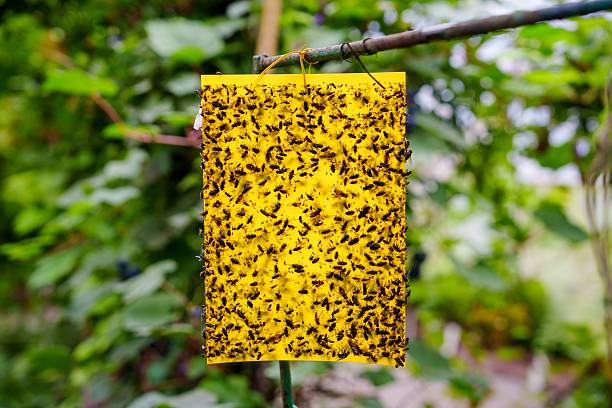 istock Sticky Insect Trap Densely Covered with Flies A Pest Control Solution for Gardens 2227925136