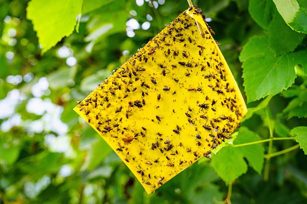 istock Yellow Sticky Trap Hanging in Garden Effective Pest Control and Insect Management Solution 2227925185