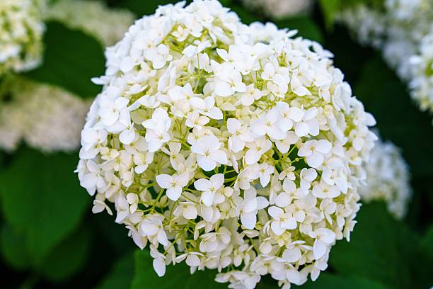 istock Lush White Hydrangea Bloom A Captivating Floral Display in the Garden, Summer Beauty 2227925358