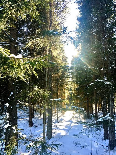 istock Sunlight Through Snowy Pines in Swedish Forest 2227926546