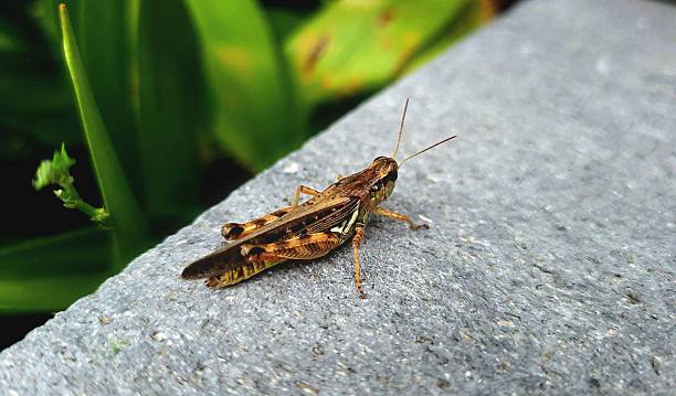 istock Close-Up of a Grasshopper on Concrete with Leafy Background 2227926814