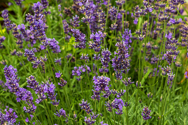 istock Close up Vibrant Lavender Blossoms in Full Bloom 2227926921