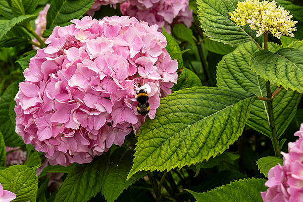 Bumblebee collects nectar from vibrant pink hydrangea in lush garden. The detailed close-up captures the interaction between the bee and flower, highlighting nature's harmony.