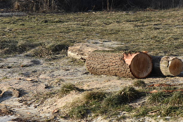 heap of cut tree trunks