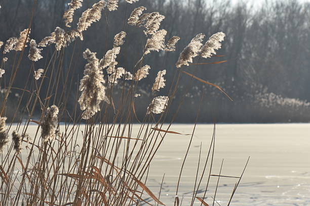 dry reeds in ice, frozen Dnipro river in Ukraine