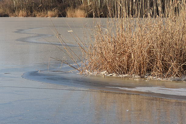 dry reeds in ice, frozen Dnipro river in Ukraine