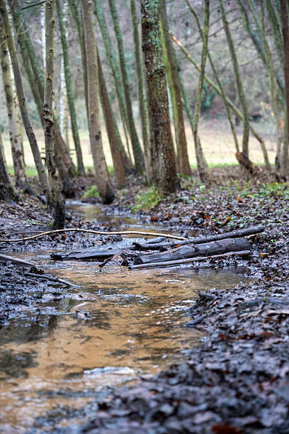 istock Forest Stream with Muddy Banks and Wooden Debris 2227929519