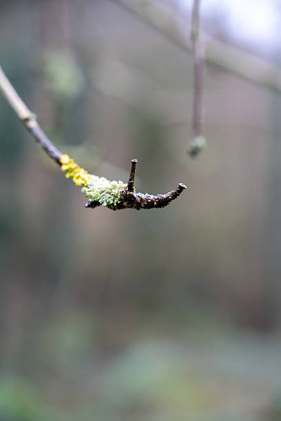 istock Small Branch with Green and Yellow Lichen 2227929946