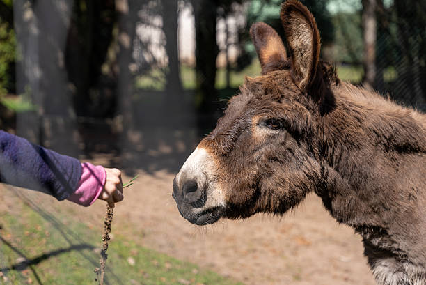 istock Person Feeding a Donkey at a Fence in Sunlight 2227930252