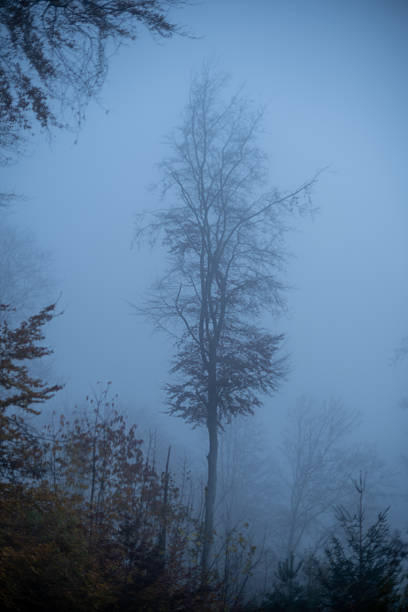 Winter urban frosty landscape