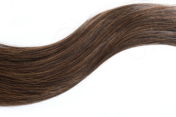 brown hair lock isolated on white background, top view