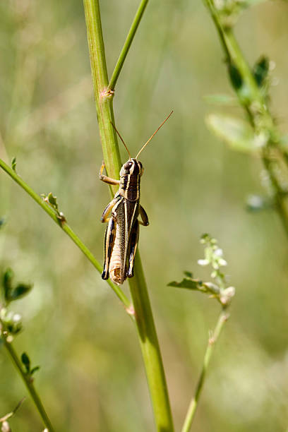 istock A two-striped grasshopper clutches to a plant stem 2227932185
