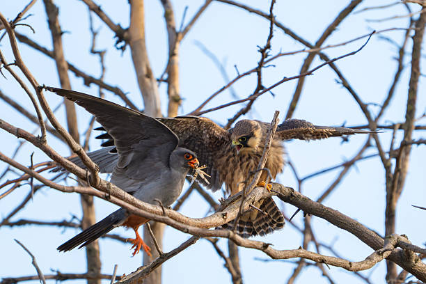 istock Red-footed Falcon Falco vespertinus Close up 2227932848