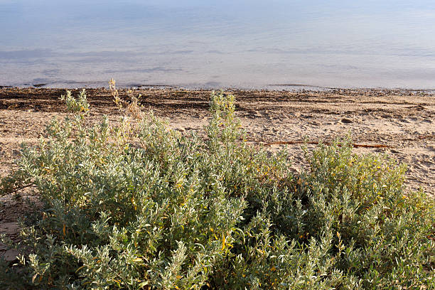 seashore with vegetation growing in sand
