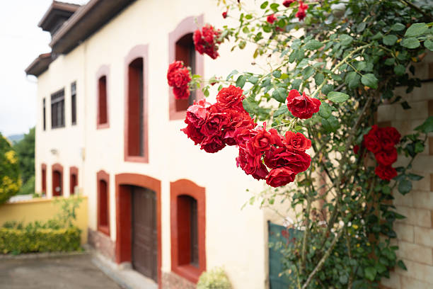 Bright red roses in full bloom on a green bush growing beside a traditional house with cream walls and red-framed windows, captured on a soft, overcast day with shallow depth of field