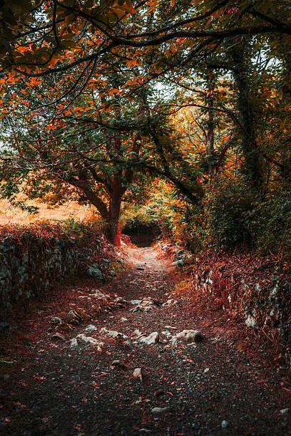 istock Autumn trail on Camino de Santiago 2227933521