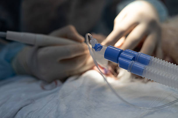 istock Veterinarian utilizing specialized dental tools during a surgical procedure on an anesthetized animal, focusing on ensuring optimal oral health and delivering exceptional care. 2227933575