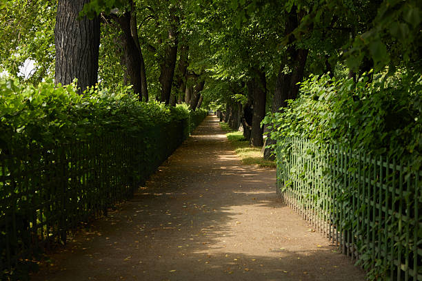 istock A Serene Pathway that is Enveloped by Exquisite and Lush Greenery Present Everywhere 2227934533