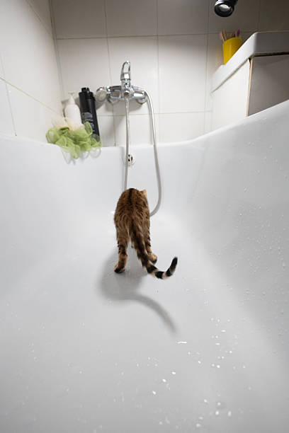 A small Bengal kitten explores a pristine white bathtub in a modern bathroom, curiously approaching the faucet and shower hose, personifying playful innocence and charm. Kitten in bathtub..
