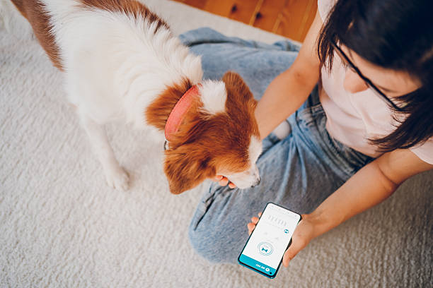istock Woman with dog using phone 2227935679