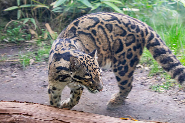 istock Clouded leopard Neofelis nebulosa Wildcat Big cat 2227936633