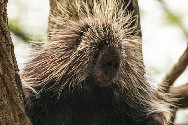 istock North American Porcupine Erethizon Dorsatum standing tree 2227936800