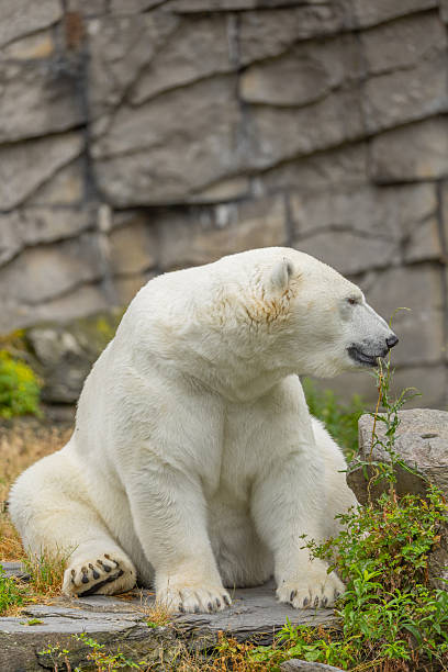 istock Polar bear sitting on rocky terrain surrounded by greenery in a natural habitat setting 2227936901
