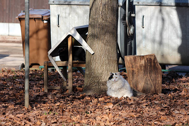 A fluffy white and black cat and a black cat find shelter beside a tree and improvised wooden shelter, surrounded by fallen leaves with dumpsters in the background