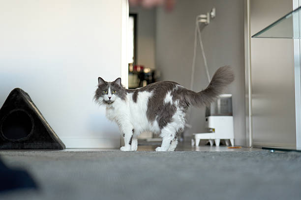 A focused shot of a cat sitting in a home, ears perked and eyes fixed on the stairs, clearly listening for the sound of someone coming down. The image captures the cat’s keen awareness and natural curiosity in a familiar, peaceful domestic setting.