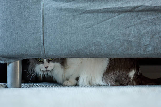istock Curious cat hiding underneath a sofa in the living room 2227937375